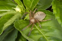 L'Olie  chaussettes (Araneae - Sparassidae - Olios argelasius)